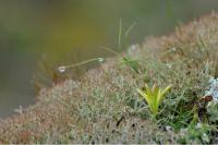 Gagea bohemica