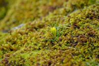 Gagea bohemica