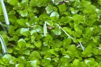 Nasturtium