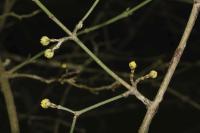 Cornus mas