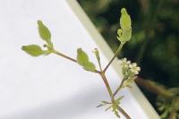Anthriscus caucalis