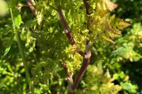Anthriscus caucalis