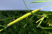 Alopecurus myosuroides