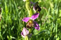 Ophrys apifera