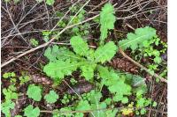 Sonchus