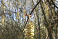 Corylus avellana