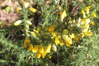 Ulex europaeus