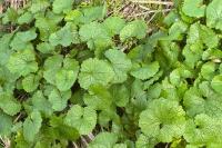 Alliaria petiolata