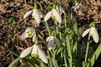 Galanthus nivalis