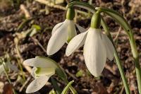 Galanthus nivalis