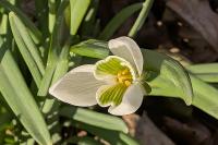 Galanthus nivalis