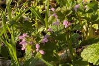 Lamium purpureum