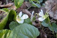 Viola odorata