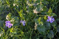 Vinca major