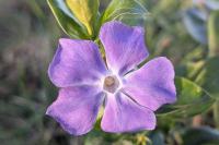 Vinca major