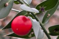 Ruscus aculeatus