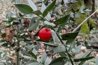 Ruscus aculeatus