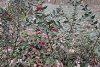 Ruscus aculeatus