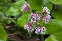 Petasites pyrenaicus