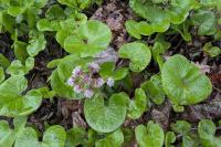 Petasites pyrenaicus