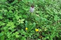 Orchis purpurea