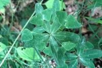 Euphorbia dulcis