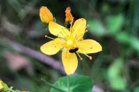 Hypericum pulchrum