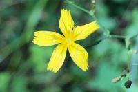 Lactuca muralis