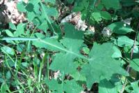 Lactuca muralis