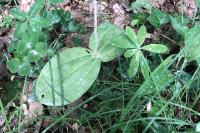 Neottia ovata