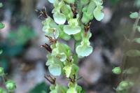 Teucrium scorodonia