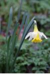 Narcissus pseudonarcissus
