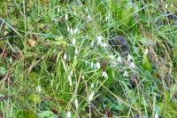 Galanthus nivalis