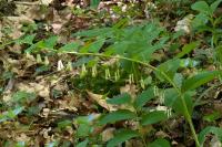 Polygonatum multiflorum