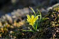 Gagea bohemica