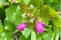 Lamium maculatum