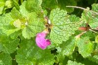 Lamium maculatum