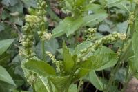 Mercurialis perennis