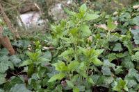 Mercurialis perennis