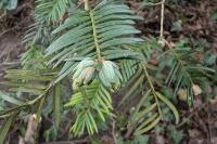 Taxus baccata