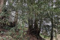 Taxus baccata