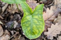 Arum italicum