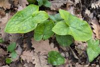 Arum italicum
