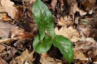 Arum maculatum