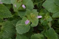 Lamium purpureum