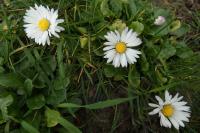 Bellis perennis