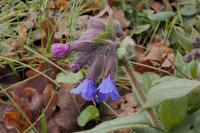 Pulmonaria longifolia