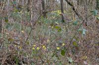 Narcissus pseudonarcissus