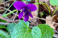 Viola odorata
