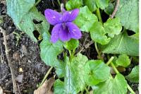 Viola odorata
